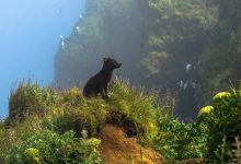 برندگان مسابقه عکاسی جهان طبیعی در سال ۲۰۲۴