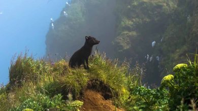 برندگان مسابقه عکاسی جهان طبیعی در سال ۲۰۲۴