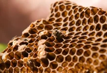 ترایپوفوبیا یا ترس از حفرهها ممکن است ریشه تکاملی داشته باشد