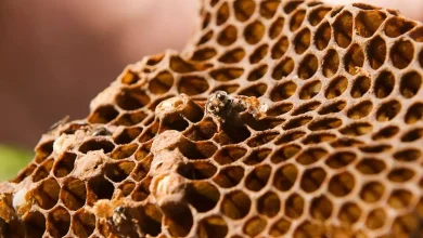 ترایپوفوبیا یا ترس از حفرهها ممکن است ریشه تکاملی داشته باشد