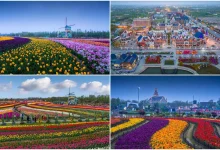 تصاویر نشاط‌بخش از با‌شکوه‌ترین پارک گل‌های هلندی در چین