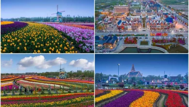 تصاویر نشاطبخش از باشکوهترین پارک گلهای هلندی در چین