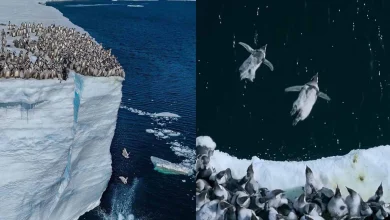 تصاویر کمیاب از پرش نفسگیر صدها بچه پنگوئن از روی صخرهی یخی خطرناک