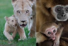 تصاویری از مادران و فرزندان در دنیای حیوانات