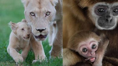 تصاویری از مادران و فرزندان در دنیای حیوانات