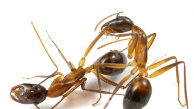 جراحی نجاتبخش: مورچهها برای درمان هملانهایهای زخمی دست به قطع عضو میزنند