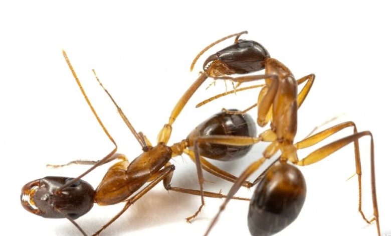 جراحی نجات‌بخش: مورچه‌ها برای درمان هم‌لانه‌ای‌های زخمی دست به قطع عضو می‌زنند