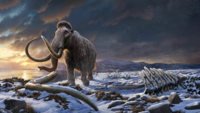 دانشمندان برای اولینبار کروموزومهای ماموتها را بهصورت سهبعدی بازسازی کردند