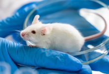دانشمندان شبیه‌ترین موش به انسان را پرورش دادند