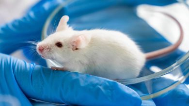 دانشمندان شبیهترین موش به انسان را پرورش دادند