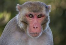 دانشمندان یک مدار تشخیص چهره در مغز نخستیسانان کشف کردهاند