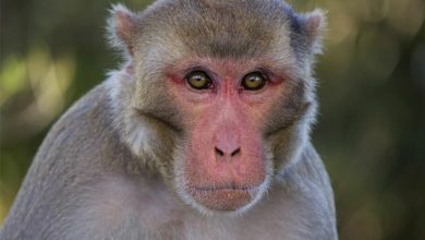 دانشمندان یک مدار تشخیص چهره در مغز نخستیسانان کشف کردهاند