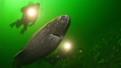 راز عمر طولانی کوسه‌های گرینلند در نهایت فاش شد