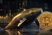 رفتار متضاد نهنگها و سرمایهگذاران خرد بیتکوین؛ واکنشها به ریزش بازار چیست؟