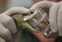 مار مرگبار استرالیایی با یک بار زهرگیری، زهر کافی برای کشتن ۴۰۰ انسان تولید کرد