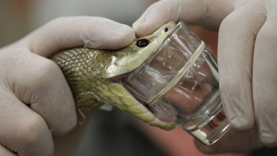 مار مرگبار استرالیایی با یک بار زهرگیری، زهر کافی برای کشتن ۴۰۰ انسان تولید کرد