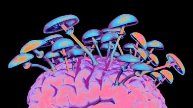 معجون سحرآمیز توهمزا: قارچ جادویی چگونه مغز را تحت تاثیر قرار میدهد؟