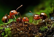 مورچهها برای نجات همنوعان خود عمل قطع عضو انجام میدهند