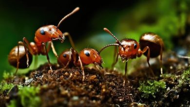 مورچهها برای نجات همنوعان خود عمل قطع عضو انجام میدهند