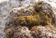 پژوهش جدید محققان: این گیاه می‌تواند در شرایط سخت مریخ زنده بماند