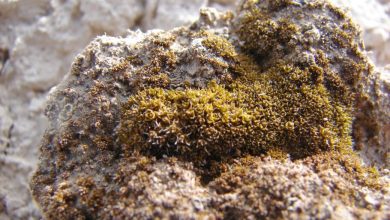 پژوهش جدید محققان: این گیاه می‌تواند در شرایط سخت مریخ زنده بماند