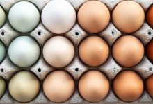 چرا تخم مرغها رنگهای متفاوتی دارند؟