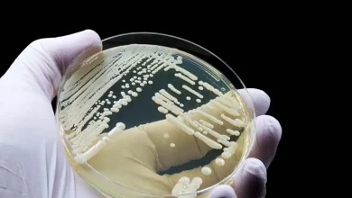 کشف عفونت قارچی جدید در چین؛ آیا گرمایش جهانی مقصر است؟