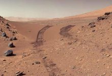 کشف گیاهی که ممکن است در مریخ رشد کند