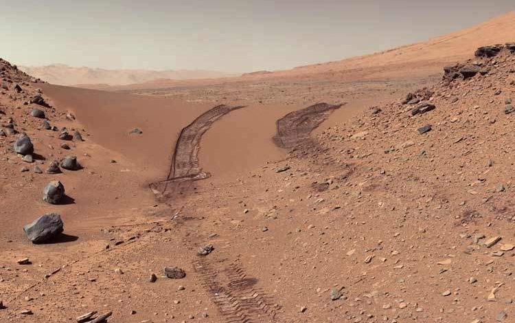 کشف گیاهی که ممکن است در مریخ رشد کند