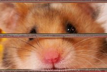 از موفقیت تا شکست؛ بررسی دلایل افول بازی محبوب همستر کامبت