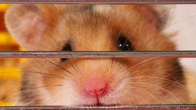 از موفقیت تا شکست؛ بررسی دلایل افول بازی محبوب همستر کامبت