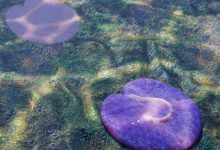 این لکه گوشتی عجیب یکی از اولین حیوانات زمین است