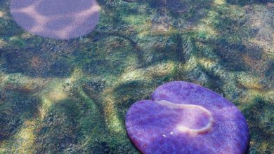 این لکه گوشتی عجیب یکی از اولین حیوانات زمین است