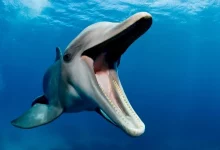 برای اولین بار در بازدم دلفین‌ها میکروپلاستیک کشف شد
