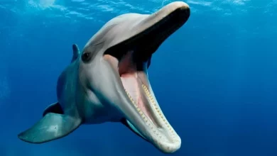 برای اولین بار در بازدم دلفین‌ها میکروپلاستیک کشف شد