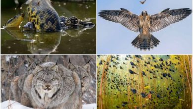 برندگان مسابقه عکاس حیات وحش سال ۲۰۲۴ اعلام شدند