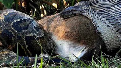 تصاویر شوکهکننده از مار پایتون در حال بلعیدن گوزن ۳۵ کیلویی