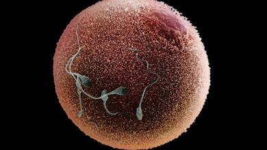 هوش مصنوعی آلفافولد جزئیات حیرتآوری را از ترکیب اسپرم و تخمک آشکار کرد