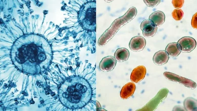 ویروسها یا باکتریها؛ کدام اول ظاهر شدند؟