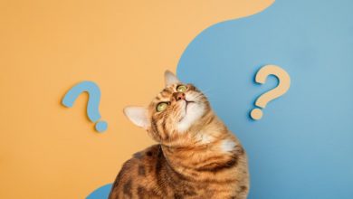 کشف شگفتانگیز: گربهها سریعتر از نوزادان انسان کلمات را یاد میگیرند