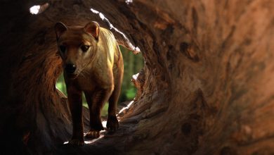 گام بزرگ به سوی احیای گرگ تاسمانی: دانشمندان ۹۹٫۹ درصد ژنوم حیوان را بازسازی کردند