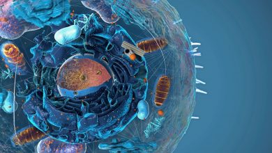 اندامکهای سرکش درون سلولها میتوانند کلید کشف منشاء حیات باشند