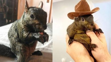 ایلان ماسک به سنجاب معروف جان تازه‌ای داد! داستان صعود خیره‌کننده میم‌کوین Pnut