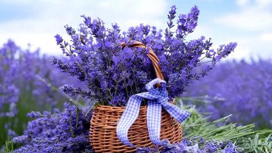 با فواید فراوان اسطوخودوس برای خلقوخو، خواب، مو و پوست آشنا شوید