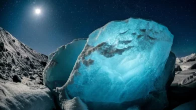 برندگان 2024 قدیمیترین مسابقه عکاسی جهان مشخص شدند؛ تقدیر از یک عکاس ایرانی