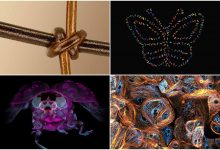 برندگان شگفتانگیز جوایز عکاسی میکروسکوپی علمی جهان