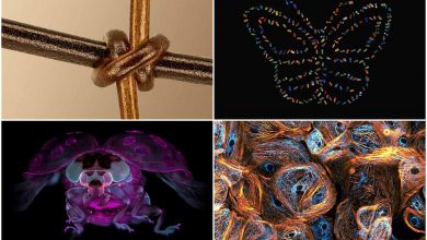 برندگان شگفتانگیز جوایز عکاسی میکروسکوپی علمی جهان