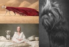 برندگان مسابقه عکاسی از سگ‌ها ۲۰۲۴