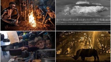 برندگان گران‌ترین مسابقه عکاسی جهان معرفی شدند