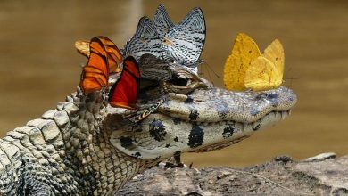 تاجگذاری شاهزاده خزندگان؛ داستان پروانههایی که تمساح را پادشاه کردند